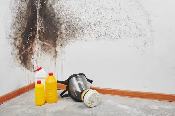 Best DIY Mold Remediation Support Services in Burke, VA