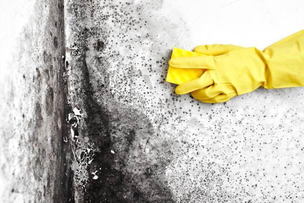 Best Mold Testing and Inspection Services in Burke, VA