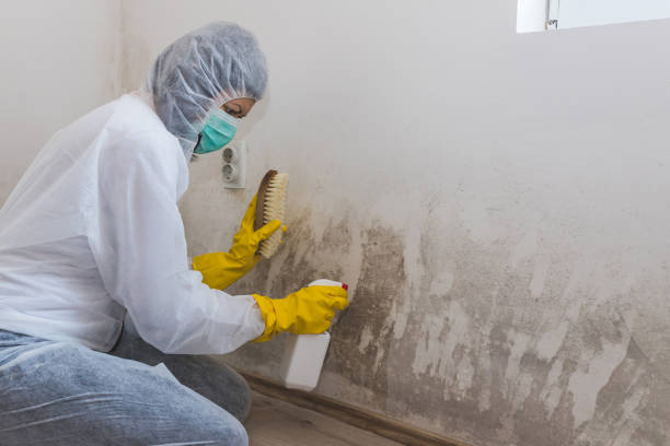 Best Emergency Mold Remediation in Burke, VA