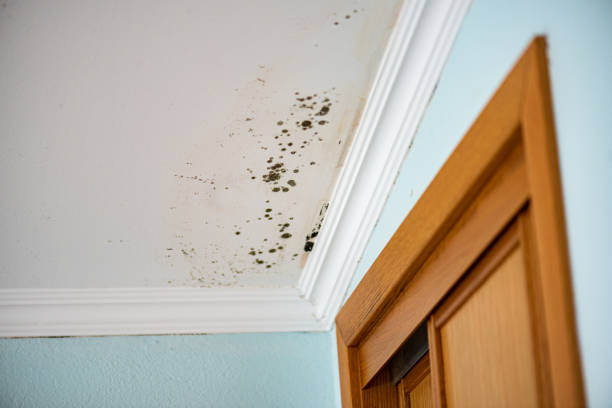 Best Insurance-Related Mold Remediation in Burke, VA