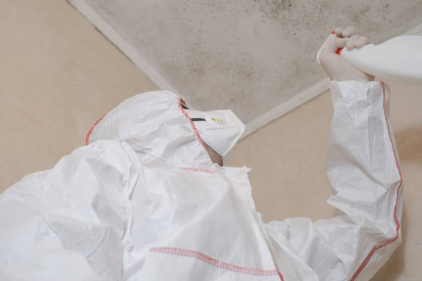 Best Residential Mold Remediation in Burke, VA