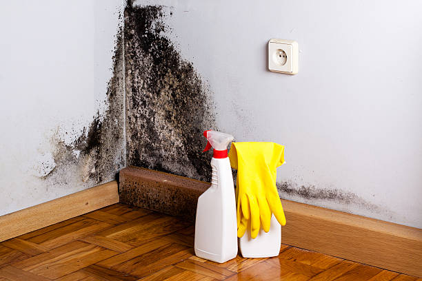 Best Residential Mold Remediation in Burke, VA