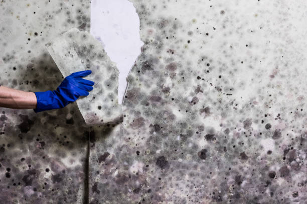 Best White Mold Remediation in Burke, VA